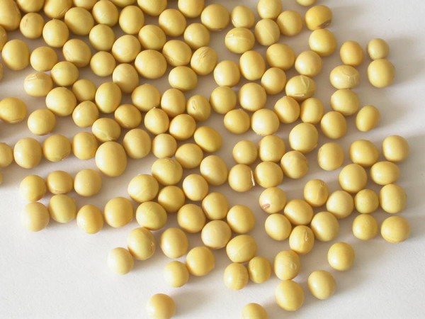 上成生物關(guān)注農(nóng)業(yè)部批準(zhǔn)轉(zhuǎn)基因大豆進(jìn)口 安全無(wú)定論